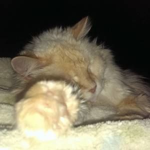 Meet your Posher, Kim